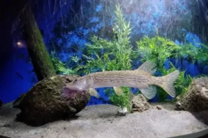 Acquario di Bolsena